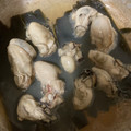 ふぁんころ's cooksnap of when they made 牡蠣の酒蒸し(昆布焼き).