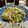 Superlittleboo's cooksnap of when they made 豆苗とえのきの塩昆布和え.