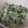クック3DKF9U☆'s cooksnap of when they made 5分簡単！水菜のゴママヨネーズ和え.