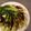 アクセル☆'s cooksnap of when they made 超しゃっきり♪茹であげチンゲン菜.
