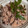 お山のエイ's cooksnap of when they made 炊飯器で簡単・小豆（ささげ）七五三お赤飯.