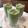 こつゆ514's cooksnap of when they made シンプルめちゃ旨ほうれん草のスムージー.