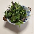 莉紅花's cooksnap of when they made 付け合わせに☆ベビーリーフだけのサラダ.