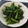メイプル⌘'s cooksnap of when they made 簡単！ごま油香る♪春菊のごま和え.