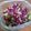 NEKOほっぺ's cooksnap of when they made オクラと菊☆シャキとろ☆塩ごま油甘酢和え.