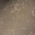 MULA's cooksnap of when they made 鶏しゃぶのゆで汁で♪もやしみそスープ.