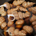 miechaito's cooksnap of when they made 【つぶ貝の煮付け】殻あっても無くてもOK.