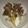 ミロ9607's cooksnap of when they made 舞茸の揚げ焼き.