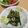 わかポン☆'s cooksnap of when they made 簡単副菜 : かぶの葉っぱのナムル.