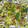 クック6DDPP8☆'s cooksnap of when they made 材料２つ♪春キャベツと豚のうま味噌炒め.