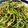 ふくこーべ's cooksnap of when they made 豆苗とツナのレンチン和え.