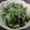 ひんべえ's cooksnap of when they made スティックセニョールのオイマヨ和え。.