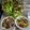 ebipeco's cooksnap of when they made タレが決めて！かつおのたたき丼.
