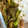 maaa。's cooksnap of when they made 簡単おつまみ！甘長とうがらしのお浸し.