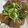 クックOBSDVC☆'s cooksnap of when they made 牛すじとこんにゃくの甘辛煮.
