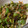 るぅ・x・'s cooksnap of when they made ピーマンとおかかの くたくた煮.