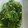 12aloe26's cooksnap of when they made 菜の花の白だしの煮びたし.