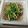 めぐ＊ぴぃ's cooksnap of when they made 毎日の納豆●豆苗塩サラダ添え.