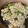 クック49L4Ho☆'s cooksnap of when they made レタスと焼鮭のチャーハン.