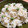 もじさん's cooksnap of when they made 緑鮮やか　翡翠色の豆ご飯.