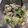 クックGT06PS☆'s cooksnap of when they made 簡単！さっぱり美味い☆白菜と塩昆布浅漬け.
