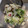 クックGT06PS☆'s cooksnap of when they made 簡単！さっぱり美味い☆白菜と塩昆布浅漬け.