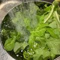 horseland's cooksnap of when they made プリーツレタスの長期保存.