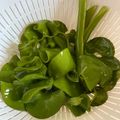 もりった's cooksnap of when they made 生めかぶの食べ方・簡単下処理・保存方法.