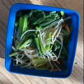 みるく茶's cooksnap of when they made 小松菜ともやしのナムル.