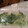ダッフィーニーうに's cooksnap of when they made 三つ葉を冷凍で！長く楽しもう♪.