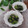 クックHG9V8Y☆'s cooksnap of when they made 青梗菜のゴマ味噌和え♡.