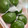 ぽんず推し！'s cooksnap of when they made 母の草餅 ヨモギのゆで方.