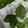 momoco's cooksnap of when they made 合法ハーブ『SHISO』〜しその醤油漬〜.