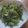 下野やす子's cooksnap of when they made 小松菜とジャコの胡麻油炒め.