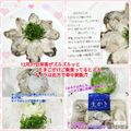 しーくれっと・らいふ's cooksnap of when they made ホタテのお刺身にたっぷり大葉乗せて♡.