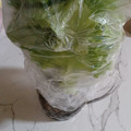 aizawaちゃぁ's cooksnap of when they made 簡単‼長持ち‼サニーレタスの保存法.