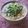 花時計咲いた's cooksnap of when they made 青葱の卵とじにゅうめん.