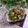クックHG9V8Y☆'s cooksnap of when they made ピーマンとツナの炒め煮.