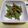 107yoko's cooksnap of when they made お弁当に♬スナップえんどう胡麻和え.