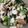 miwaco1207's cooksnap of when they made 長芋・おくら・納豆の和え物.