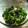 さばのみそ煮's cooksnap of when they made ほうれん草とえのきのさっぱり和え.