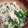 ４番目's cooksnap of when they made 豆苗とえのきのさっぱり炒め.