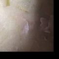 腹ペコハリネズミ's cooksnap of when they made 簡単粕汁.