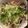 直大の嫁's cooksnap of when they made 簡単アレンジ☆カツオのたたき丼.