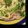 ちぃちゃき's cooksnap of when they made ■□　あさりと菜の花のスパゲティー　□■.
