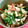 fukudoru's cooksnap of when they made 蓮根＋大根＋ほうれん草のカレー風味炒め.