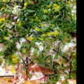 ・pepepe・'s cooksnap of when they made スパムとミョウガで☆夏仕立て簡単混ぜ寿司.