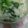 まとみさちゃん's cooksnap of when they made 菜の花ごはん.