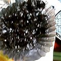ユーロン's cooksnap of when they made 圧力鍋で簡単♪黒豆.