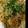 そらしど♪'s cooksnap of when they made 白菜とエビのあんかけ焼きそば.